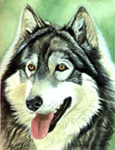 Wolf Dog Cross